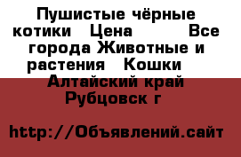 Пушистые чёрные котики › Цена ­ 100 - Все города Животные и растения » Кошки   . Алтайский край,Рубцовск г.